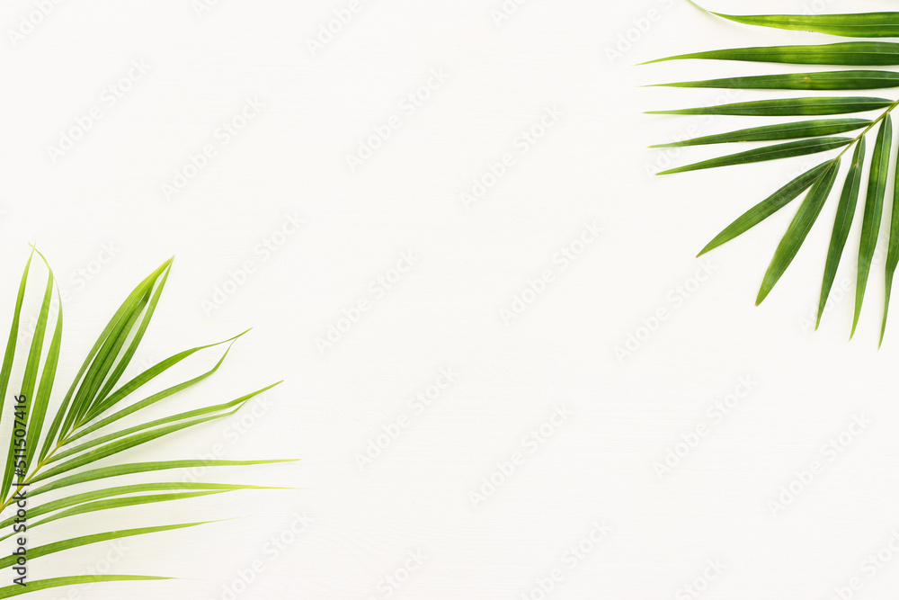 Image of tropical green palm over white wooden background Image of tropical green palm over white wooden background
