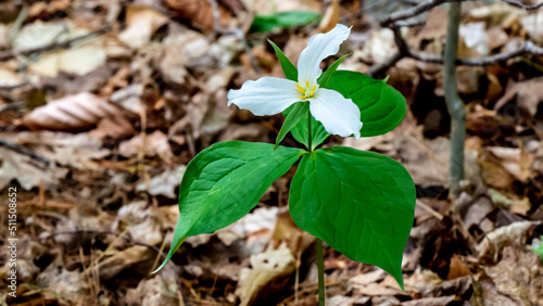 Close-up of the white flower on a trillium plant that is growing in the forest on a warm spring day in May with a blurred background.