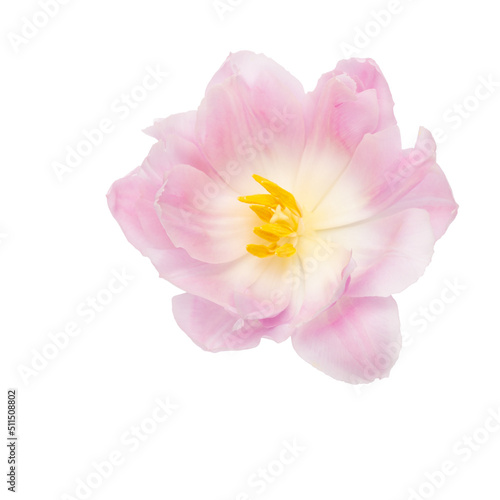 Pink tulip flower isolated on white background.