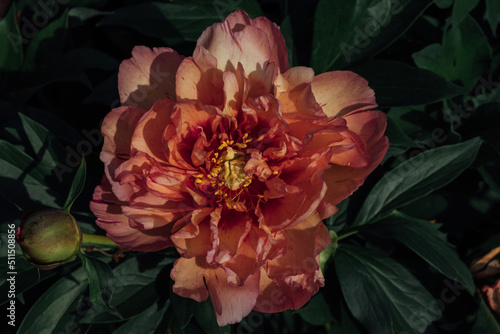 Принти на полотні Beautiful fresh red peony flower in full bloom in the garden against dark green leaves, close up