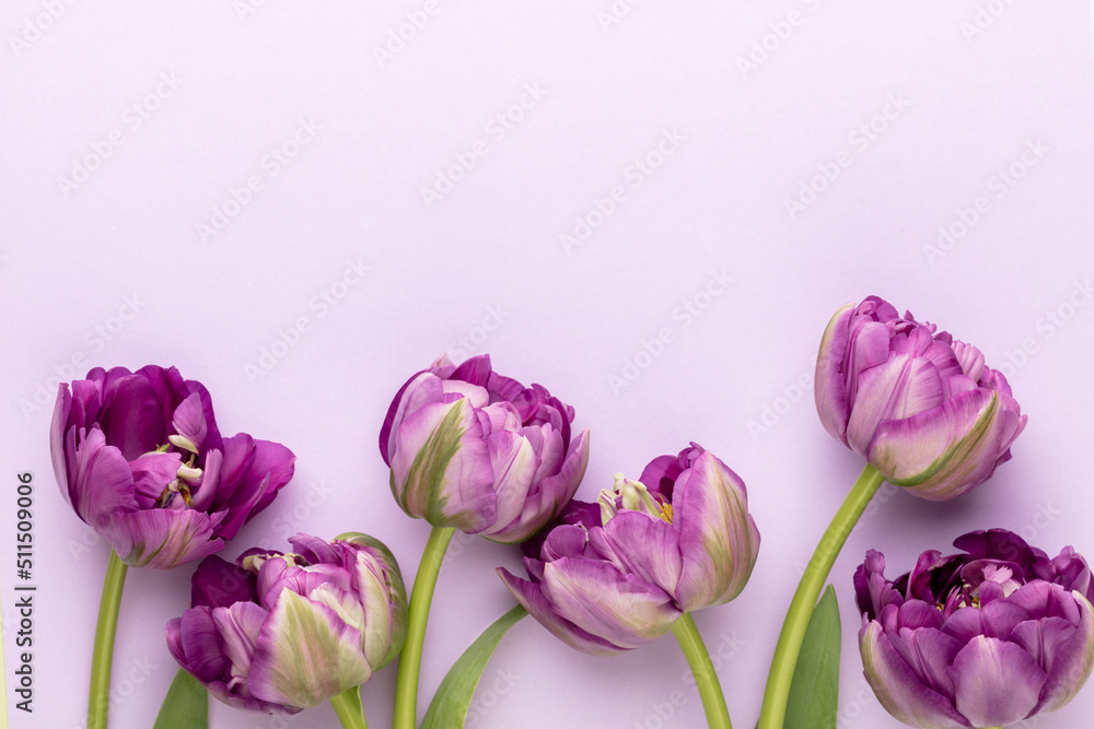 Fototapeta premium Lilac tulip flowers on pastel background.