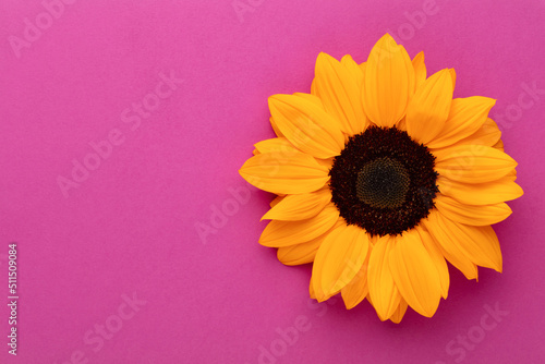 Sunflowers on pastel background with copy space. Floral close-up. Flat lay top-down composition with beautiful sunflowers.