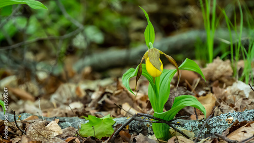 Close-up of the yellow flower on a wild lesser yellow lady's slipper plant that is growing in a damp wet forest on a warm spring day in may with a blurred background.