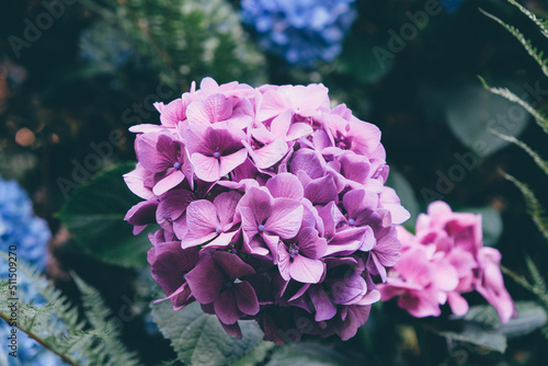 Beautiful fresh purple hydrangea flower in full bloom in the garden, close up. Blooming summer flowering plants, dark green leaves background. Copy space.