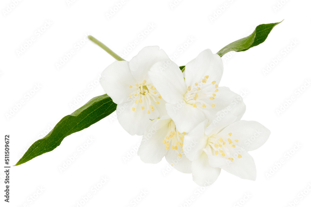 Obraz premium Blooming jasmine buds with leaves on a white background.