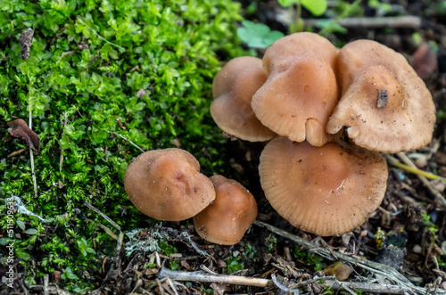 Close-up of a bunch of brown mushrooms that are growing on a lawn on a warm day in june with a blurred background.