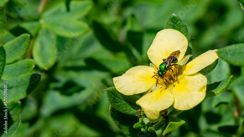 Close-up of a green metallic sweat bee collecting nectar from the yellow flower on a shrubby cinquefoil plant that is growing in a flower garden on a warm day in June with a blurred background.