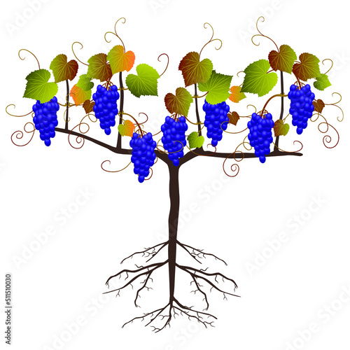 Grape plant with fruits on a white background.