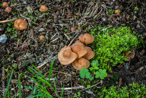 Close-up of a bunch of brown mushrooms that are growing on a lawn on a warm day in june with a blurred background.
