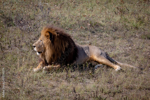 Big Lion male lying on the ground and looking towards something