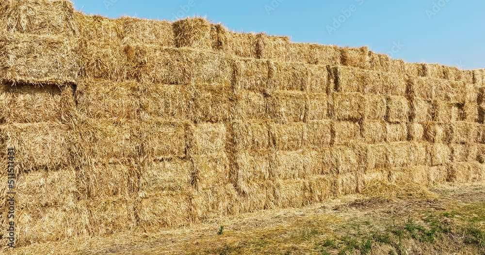 Straw bales in a wheat field. Straw bales stacked in farm field after wheat harvest. Wheat straw can be used as fuel, as animal feed and as raw material for paper. Aerial drone view. Straw bales in a wheat field. Straw bales stacked in farm field after wheat harvest. Wheat straw can be used as fuel, as animal feed and as raw material for paper. Aerial drone view.