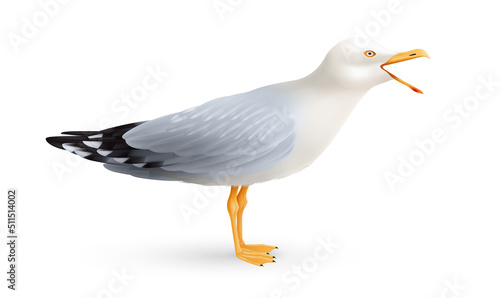 Crying Seagull Realistic Composition