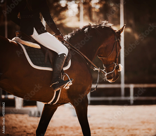A beautiful strong bay horse with a rider in the saddle walks through the arena on a sunny autumn evening. Equestrian sports. Horse riding. ©  Valeri Vatel