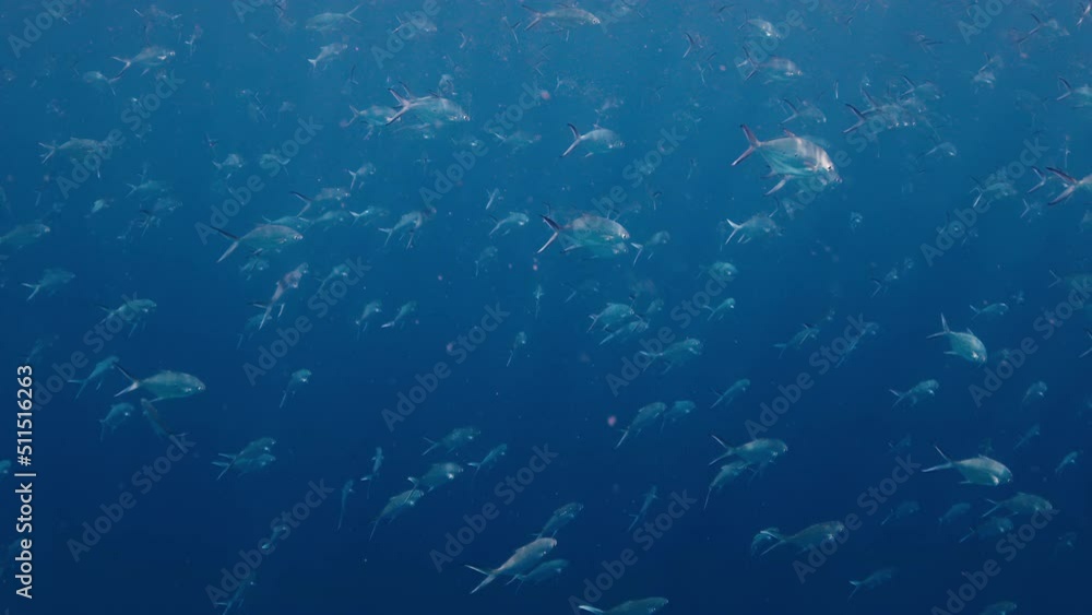 School of fish swim underwater in the open sea School of fish swim underwater in the open sea