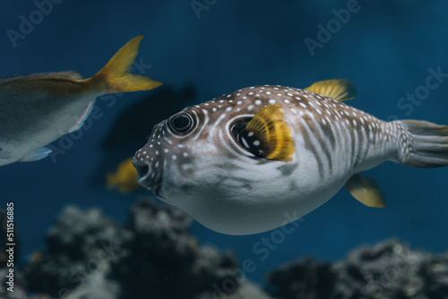 Amazing close up of fish in the oceanarium