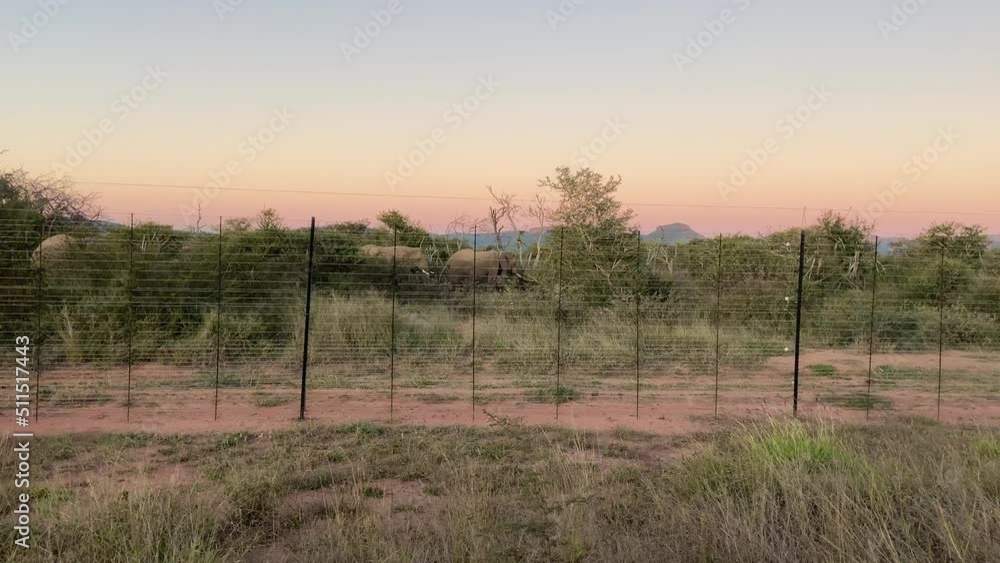 Wild elephants inside a national parka sunset roaming free. Electric fence. Wild elephants inside a national parka sunset roaming free. Electric fence.