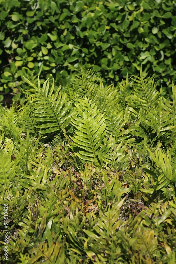 fern leaf in the forest fern leaf in the forest