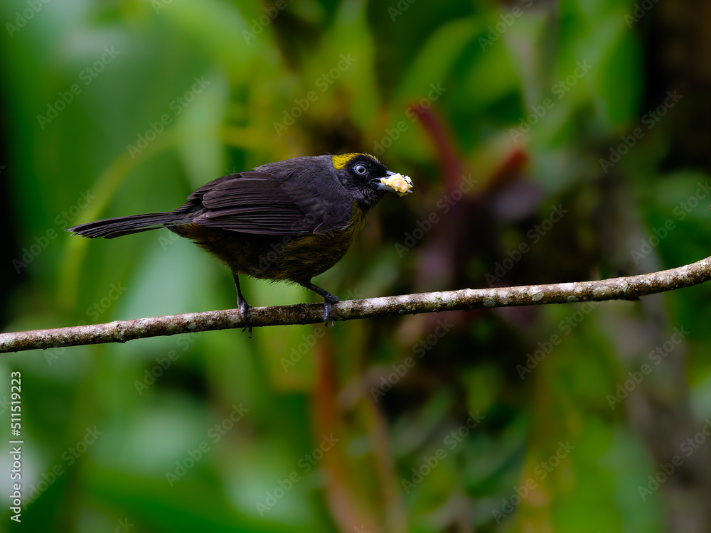 Dusky-faced Tanager perched on stick on green background Dusky-faced Tanager perched on stick on green background
