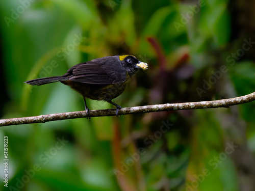 Dusky-faced Tanager perched on stick on green background