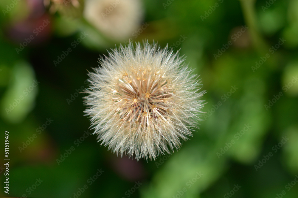 Greater hawkbit Greater hawkbit