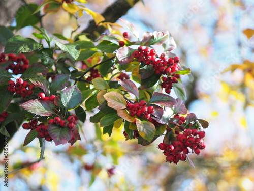 Red Siberian Crab apple fruit on a young tree in autumn season, wild berries,  malus baccata nature background