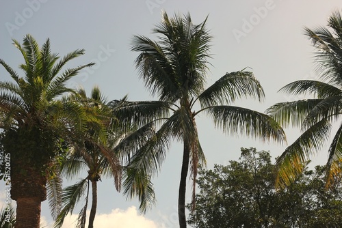 palm trees in the wind