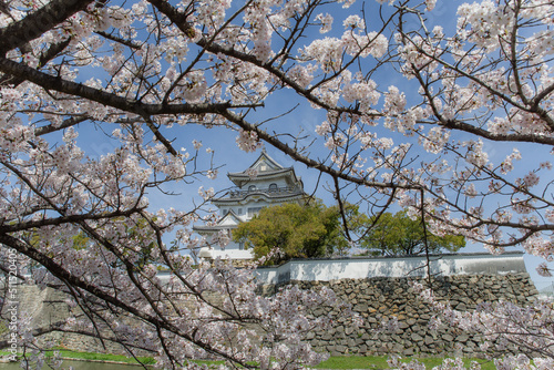 Wallpaper Mural 岸和田城の桜 Torontodigital.ca