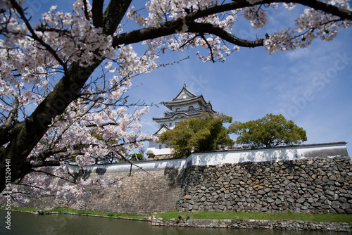 岸和田城の桜