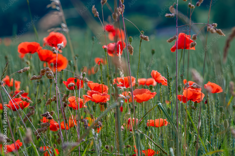 Obraz premium Mohnblumen und Getreidefeld bei Steckborn im Thurgau