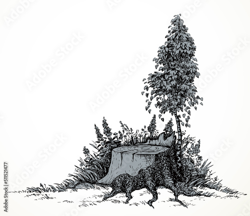 Vector image. Young birch tree grew around an old stump
