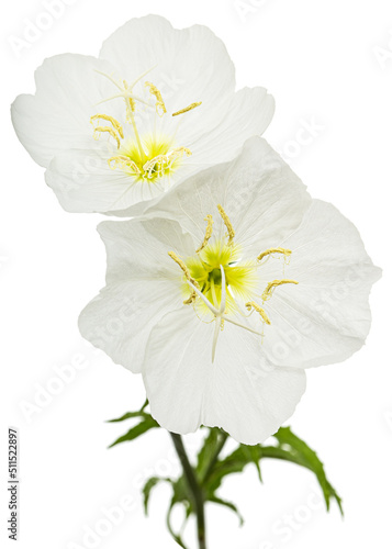 Two white flower of Oenothera  isolated on white background