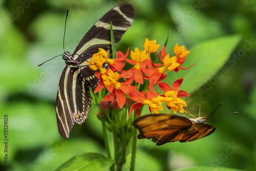 Photography Close up view of different tropical butterfly in Hortus Botanicus