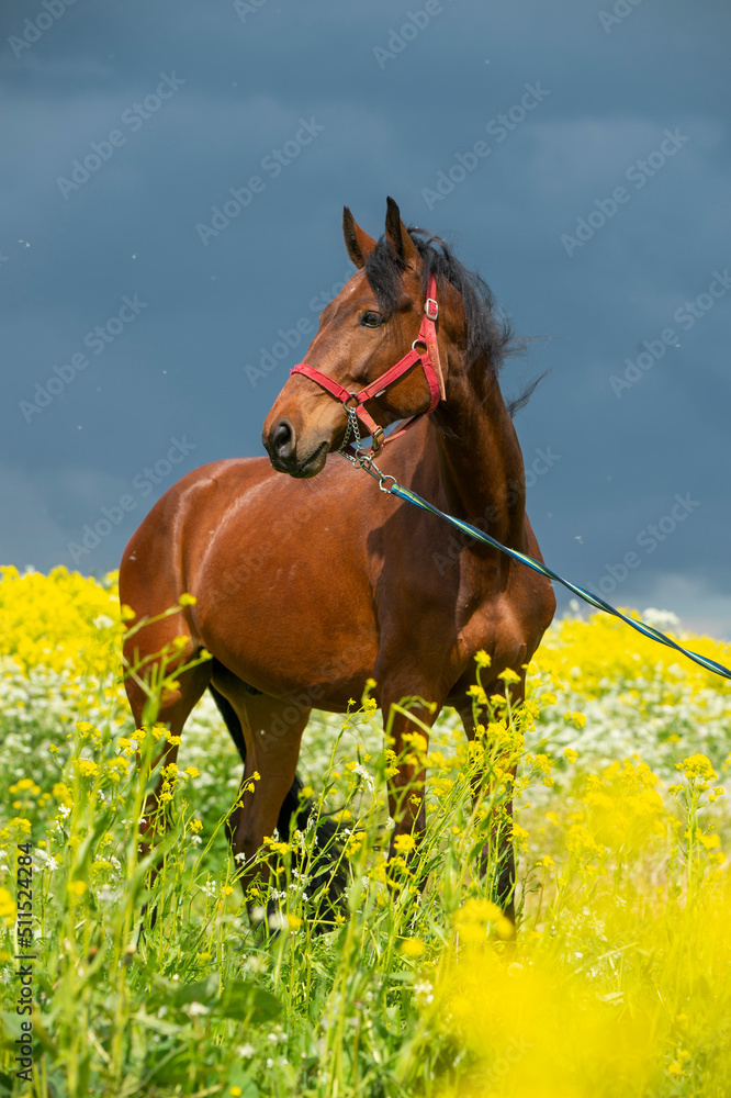 Fototapeta premium portrait of bay horse grazing in beautiful yellow flowers blossom field. sunny day