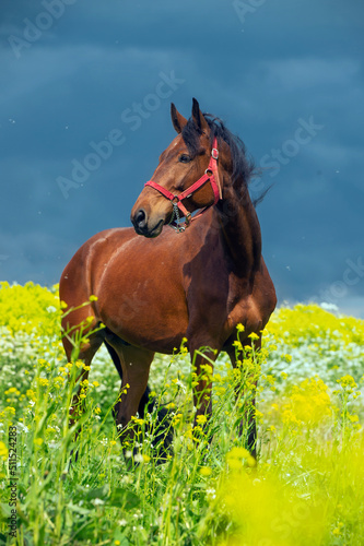 portrait of bay horse grazing in beautiful yellow flowers blossom field. sunny day