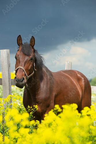 portrait of bay horse grazing in beautiful yellow flowers blossom paddock. sunny day