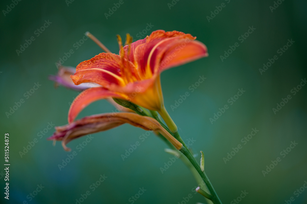 Fototapeta premium Sommerblüte am Waldrand bei Brochenzell