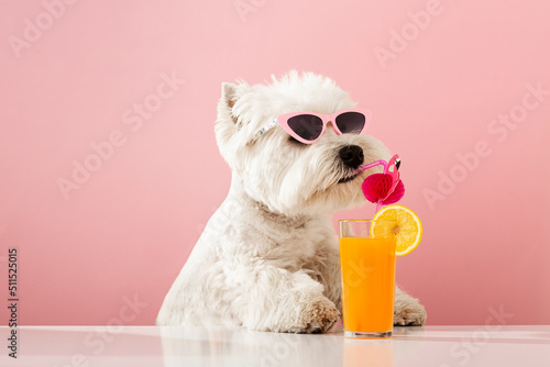 White dog west highland white terrier, drinking juice on summer vacation.