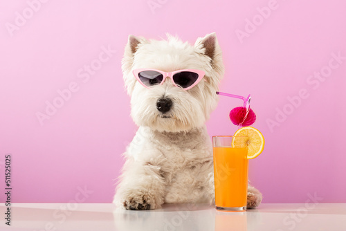 Photography White dog west highland white terrier, drinking juice on summer vacation