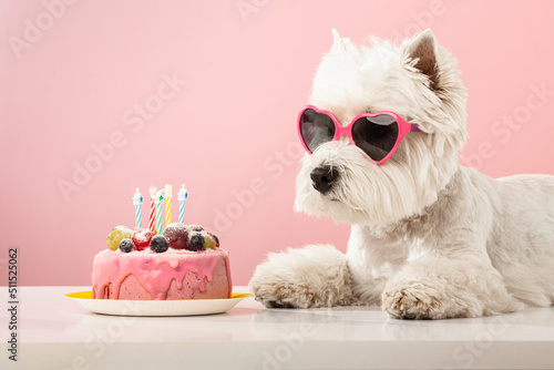 White dog west highland white terrier, celebrating a birthday with a cake and gifts