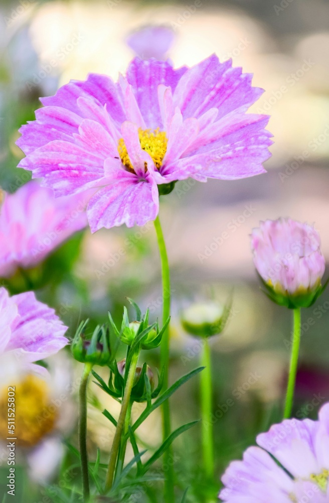flower flower