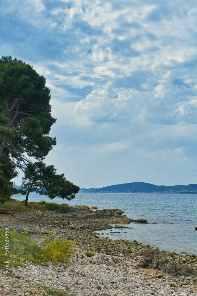 Fototapeta premium tree on the coast