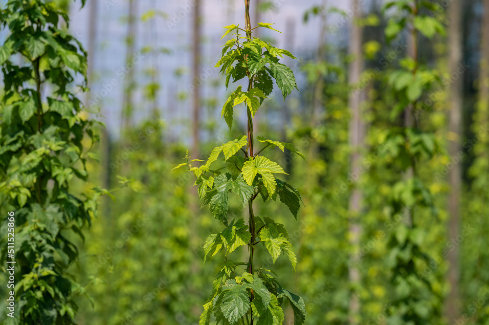 Naklejka premium Hopfenplantage bei Brochenzell in Deutschland