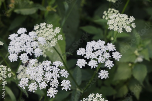 Snotweed flower growing in a summer meadow, white umbellate flowers, openwork floral background. photo