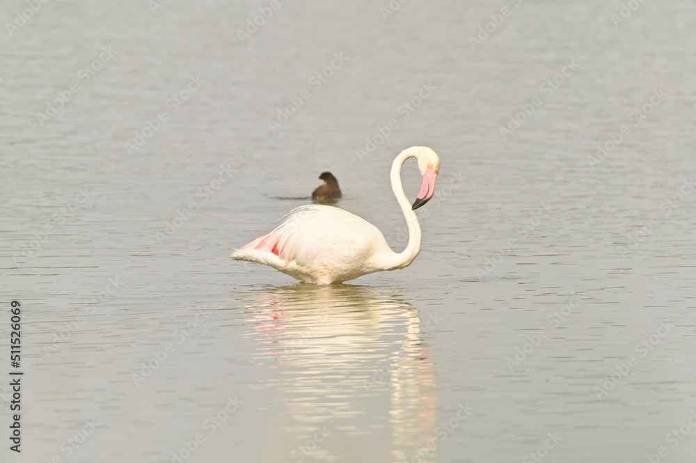 flamencos en lago flamencos en lago