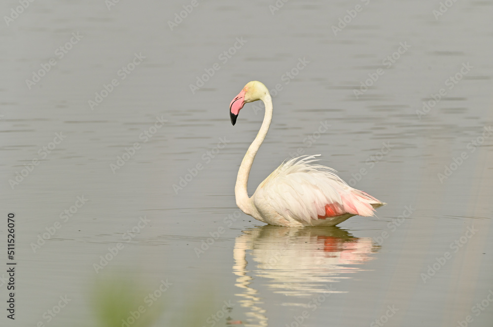Obraz premium flamencos en lago