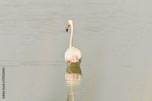 flamencos en lago