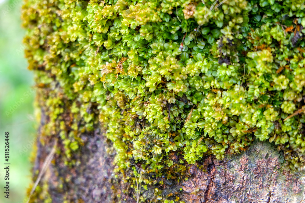 moss on the wall moss on the wall