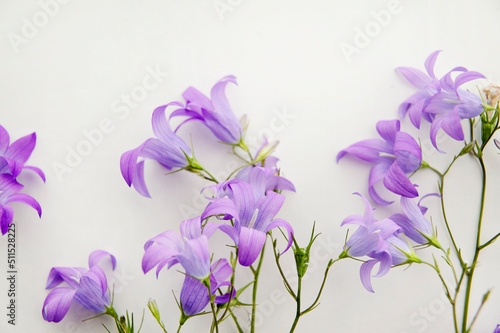 Fototapeta Naklejka Na Ścianę i Meble -  Purple flower of wild meadows isolated on a white background