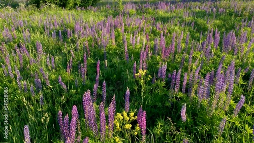 Flight over a field with flowers at sunset. Drone view of lupins. Green background.