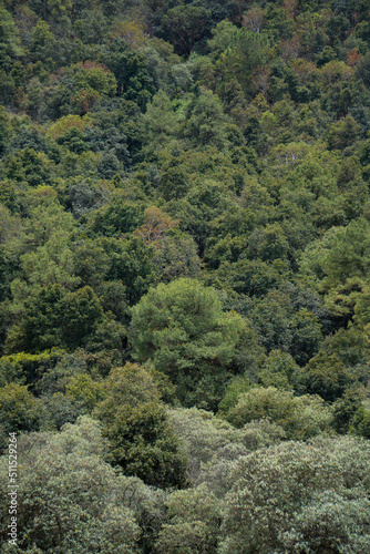 Forest and tree landscape texture abstract background